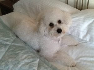 About Maureen Page About Maureen Page with Lucy my Bichon